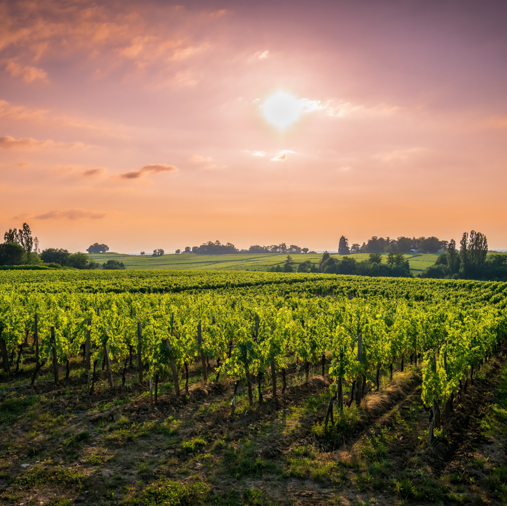 Viticulture